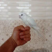 خرگوش لوپ و عروس هلندی|موش و خرگوش|یزد, |دیوار