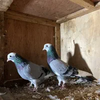 کبوتر|پرنده|گرگان, |دیوار