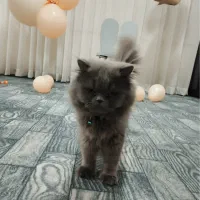 گربه پرشین|گربه|همدان, |دیوار