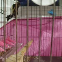 سهره و جوجه سهره قناری|پرنده|شهریار, شهرک امیریه|دیوار