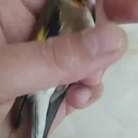 سهره لر، جفتی قناری، حلقه پا|پرنده|تهران, عبدل‌آباد|دیوار