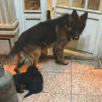 سگ ژرمن اصل وارداتی