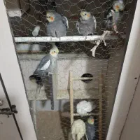 عروسی هلندی|پرنده|تهران, دستغیب|دیوار