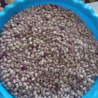 فروش لوبیا چیتی ، برداشت امسال ، زودپخت ، پاک شده