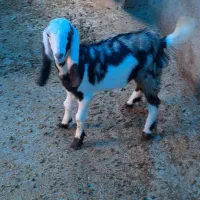 بزغاله افغانی|حیوانات مزرعه|کوهی‌خیل, |دیوار