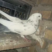 نر خالپیس|پرنده|ایذه, |دیوار