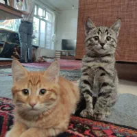 ۲عدد بچه گربه نر ۲ماهه   خانگی