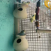 تعدادی مرغ عشق ب ضمانت تخم جوجه