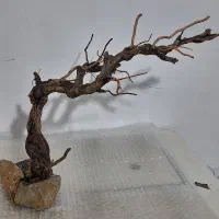 درختچه تزئینی آکواریوم