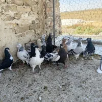 کبوتر|پرنده|الوند, |دیوار
