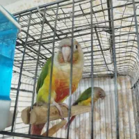 طوطی مولدگیرینچیک و عروس پاریس|پرنده|اهواز, منبع اب|دیوار