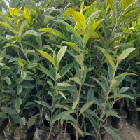 نهال فروشی علی همراهی|خدمات باغبانی و درختکاری|اراک, |دیوار