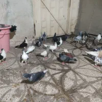 کفتر|پرنده|شیراز, فخرآباد (دروازه کازرون)|دیوار