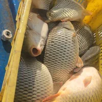 فروش ماهی کپور زنده از سر استخر  (۱ الی ۲ کیلو)
