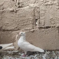 سه عدد کبوتر|پرنده|آبدانان, |دیوار