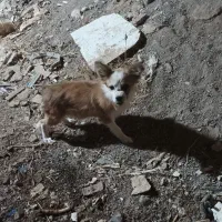 پاپی گوش تیز