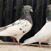 جفت چشم سفید