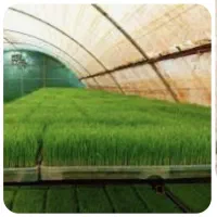 نشا برنج آماده کشت