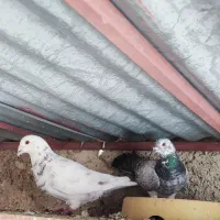 جفت سرور|پرنده|یاسوج, |دیوار