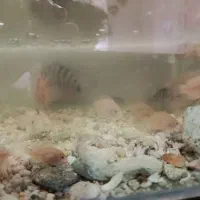 سیچلاید ماهی|ماهی|تربت‌حیدریه, مسجد جامع|دیوار