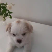 توله دو ماهه پیکینیز و اشپیتز