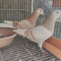 کبوتر پرشی بلند پرواز