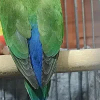 طوطی برزیلی