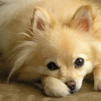 سگ پامر روباهی ناز