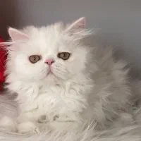 گربه پرشین سوپر فلت ۳ ماهه پسر