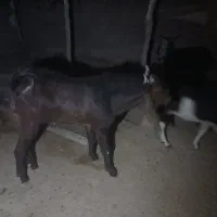 فروش نر بز افغانی یکساله|حیوانات مزرعه|دهلران, |دیوار