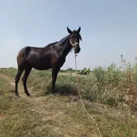 فروش اسب اصیل کردی