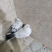 کبوتر|پرنده|یزد, |دیوار