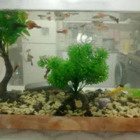 آکواریوم ماهی