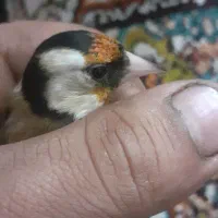 معاوضه سهره یکسال قفس با قناری