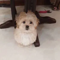 سگ نژاد مالتیپو