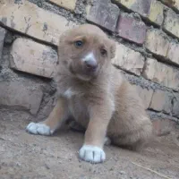 توله ماده ۲ تا