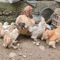 کوشین(جوجه کوشین مرغ و خروس مینیاتوری ست جاپنیز)|حیوانات مزرعه|گرگان, |دیوار