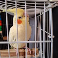 عروس هلندی جوجه ۴ماهه آماده