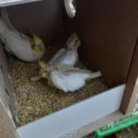 جوجه عروس لوتینو سرلاکی|پرنده|اردکان, |دیوار