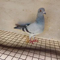 کبوتر