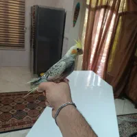 یک جفت جوجه عروس هلندی