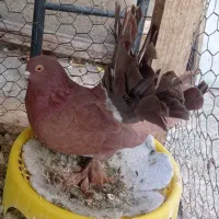 کبوتر