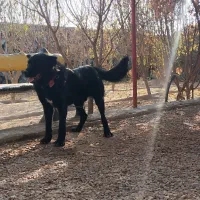 سگ قدرجونی|سگ|برخوار, |دیوار