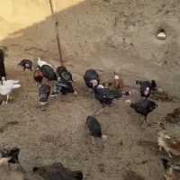 بوقلمون نر و ماده