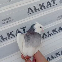 کفتر طوقی|پرنده|ساوه, |دیوار