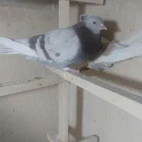 کبوتر|پرنده|قم, انسجام|دیوار