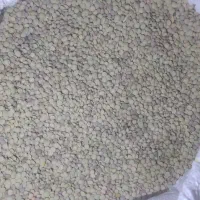 عدس بش سپیدان|خوردنی و آشامیدنی|شیراز, شهرک فرهنگیان|دیوار