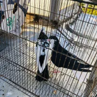 کبوتر درجه یک زدو خوردی|پرنده|کرج, عظیمیه|دیوار