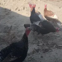 بوقلمون خروس|حیوانات مزرعه|بجنورد, |دیوار