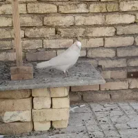 کبوتر